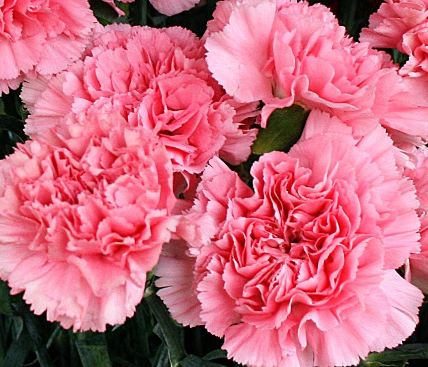 pink-carnations-from-Mischlers-in-Amherst-NY - Richmond Florist Melbourne