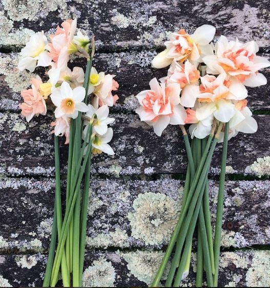 Daffodil: March's Flower - Richmond Florist Melbourne